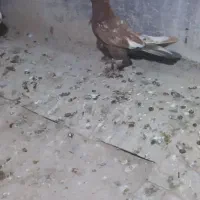 کبوتر تبریزی
