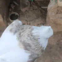 طوقی آجری خال دار