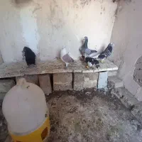 قناری