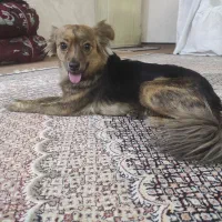 سگ  اشپیتز خانگی