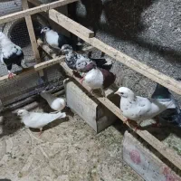 ۸ عدد کبوتر خوش رنگ