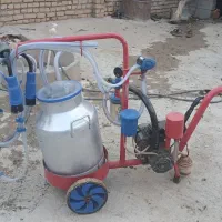 شیر دوش گاو