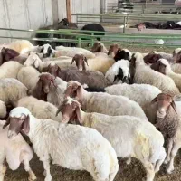 کلیه فازهای4-5-6-8ـ۹ـ۱۱ـ۲ـ  زنده گوسفند دام باسلاخ