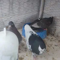 کفتر