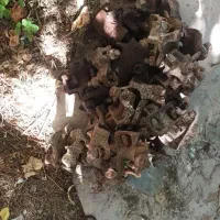 بست وپچ ومهره داربست