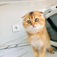 گربه پسر خیلی لوس گلد واکسن خورده ۲۵ ت