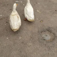 اردک