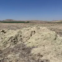کاه گندم  ، بذر یونجه