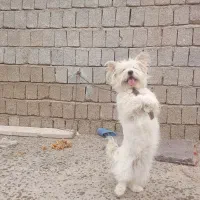 سگ پامر|سگ|بوشهر, |دیوار