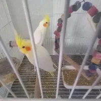 جفت عروس چشم شرابی