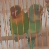 سلام دوعدد کوتوله برزیلی نر ماده