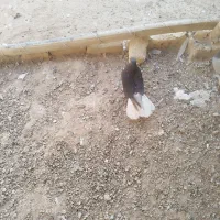 عبدالخان