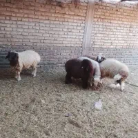 سلام بره نروماده 5راس