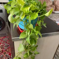 گل خانگی با قیمت مناسب