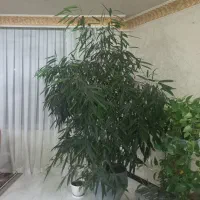 درختچه بنجامین امستل کینگ