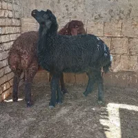 سه راس بره ماده روغنی یکی ۲۹ کیلو
