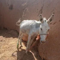 الاغ ماده