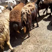 میش افشار