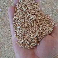 گندم و جو ابی امسال تنی ۴۲تومان