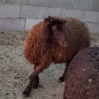 بره ماده