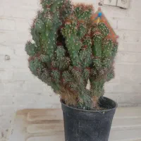 گیاه طبیعی کاکتوس صخره ایی