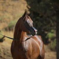 سیلمی عرب دو سر وارداتی