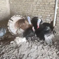 بوقلمون محلی اصل باجوجه