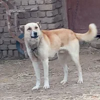 سگ سرابی|سگ|قائن, |دیوار