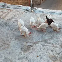 خروس جوان