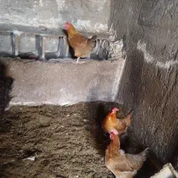 ۳ عدد مرغ تخم گذار