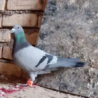 نروماده طاووسی
