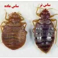 سم پاشی منازل سمپاشی اماکن