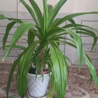 گل اشک ملکه