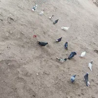 کفتر پرشی