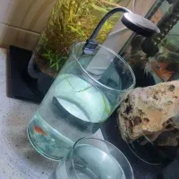 تنگ استوانه ای پلنت با led مخصوص شیک