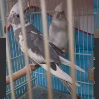 جفت عروس هلندی بالغ