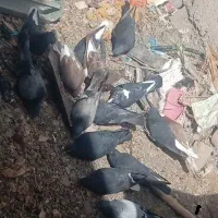 کفتر گوگ معاوضه با طوقی