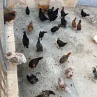 لاری گلین لاکنولدربرهماویاندوت استرالوپ تخمگذار