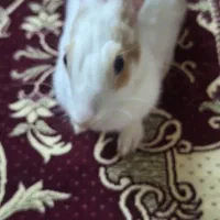 خرگوش خانگی