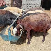 هشت راس میش میانسال کیلوی ۴۷۰ .آگهی رابخان