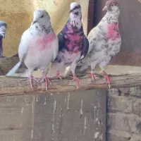 کبوتر