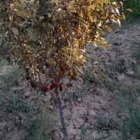 باغ ویلایی در صوفیان