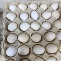 تخم مرغ محلی