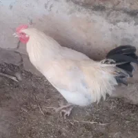 خروس|حیوانات مزرعه|لالی, |دیوار