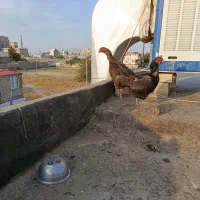 مرغ لاری