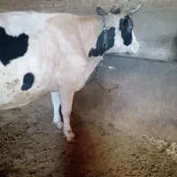 گاو