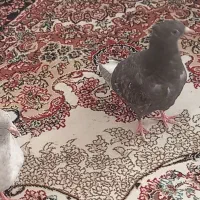 دوتا جوجه هفترنگ دم سفید