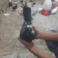 کبوتر فروشی