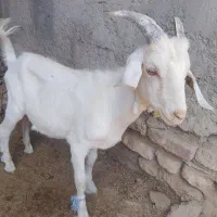 کهره نر سانن