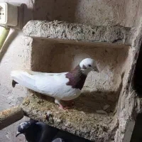 فروش کبوترطوقی